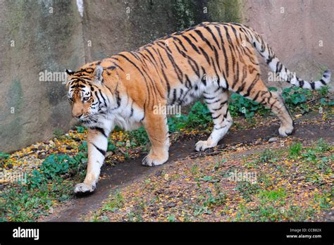 Tiger walk in Chicago Zoo Stock Photo - Alamy