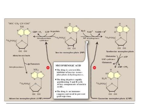 purines Metabolism.pptx