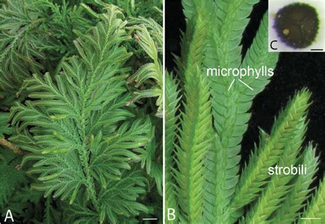 Selaginella morphology. ( A ) The diploid sporophyte body. Bar, 10 mm.... | Download Scientific ...