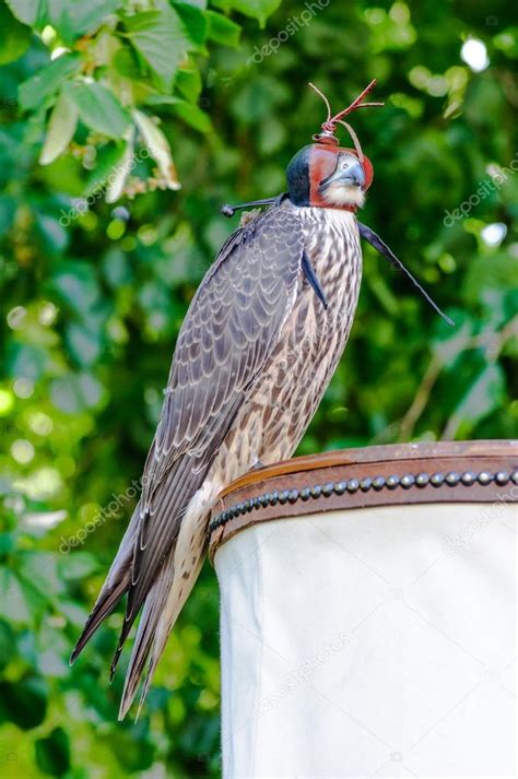 The falcon - hunting bird — Stock Photo © airtony #79736236