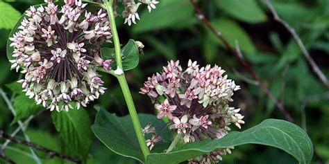 Virginia silkweed - seasonal development, description, general distribution and flowering time