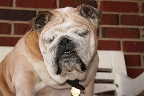 Raising Awareness About English Bulldog Health Issues | English bulldog ...