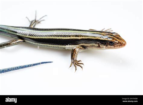 A juvenile Japanese five-lined skink on a white background Stock Photo - Alamy