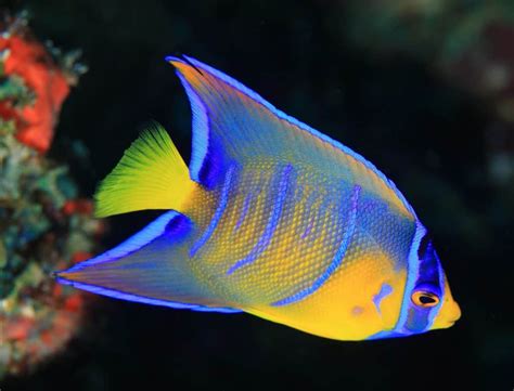 Queen Angelfish (Holacanthus Ciliaris): Ultimate Care Guide – Fish Laboratory Aquatics