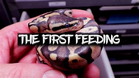 Feeding Ball Python Hatchlings (First Time After Hatching)! - YouTube