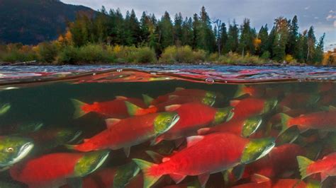 Sockeye salmon spawn in the Adams River in British Columbia, Canada ...