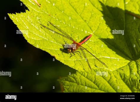 Dragonfly, Olympic National Park, Washington Stock Photo - Alamy