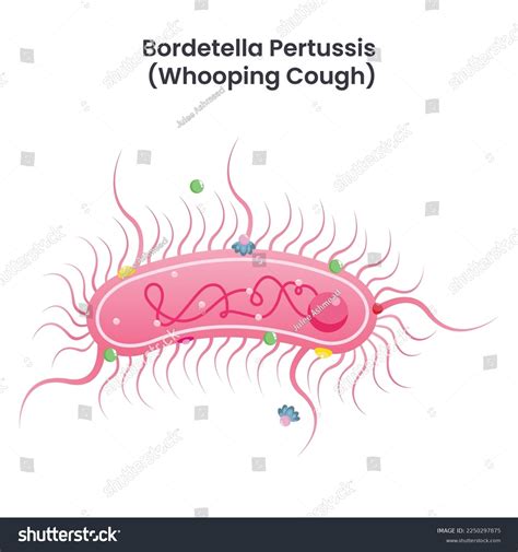 Bordetella Pertussis Whooping Cough Bacteria Science Stock Vector (Royalty Free) 2250297875 ...