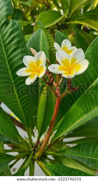 75 Plumeria Alba L. Images, Stock Photos & Vectors | Shutterstock