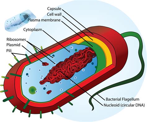 Download Single Celled Organisms Diagram Clipart (#5382447) - PinClipart