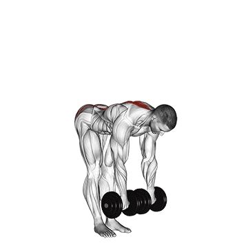 Dumbbell Straight-leg Deadlift Exercise Instructions And Video | atelier-yuwa.ciao.jp