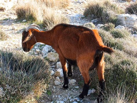 Brown Goat With Horn · Free Stock Photo