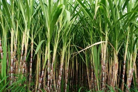 Brazil sugar cane crushing hits 440,000 tonnes - Markets - Business Recorder