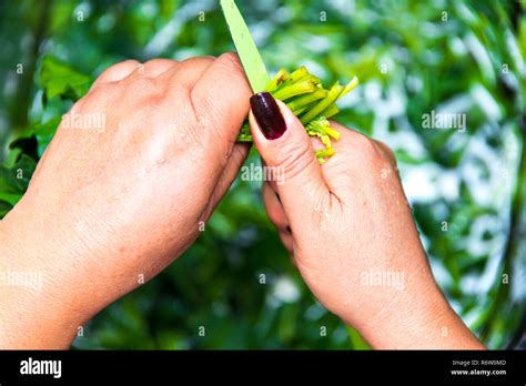 Spinach, The legend of the high iron content Stock Photo - Alamy