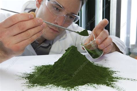 Microalgae food supplement production - Stock Image - C011/4115 - Science Photo Library