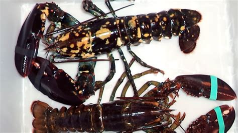 Rare calico lobster caught in waters off Maine | CBC News