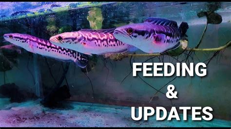 Giant Snakehead Fish | Channa micropeltes Feeding & Updates - YouTube