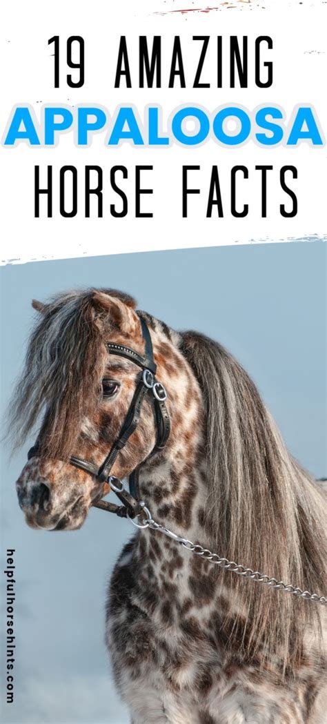 19 Appaloosa Horse Facts You Didn't Know | Appaloosa horses, Horse ...