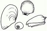 Free Printable Seashell Coloring Pages For Kids sketch template