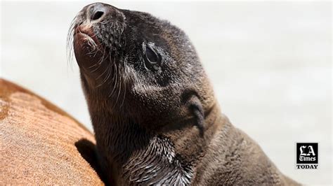 LA Times Today: Beachgoers face an unexpected peril: aggressive, biting ...