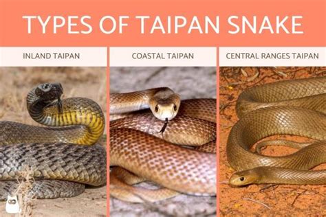 Types of Taipan Snake Species - Characteristics of Venomous Taipan Snakes With Photos