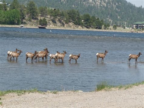 106 best Estes Park Wildlife images on Pinterest | Elk, Estes park ...