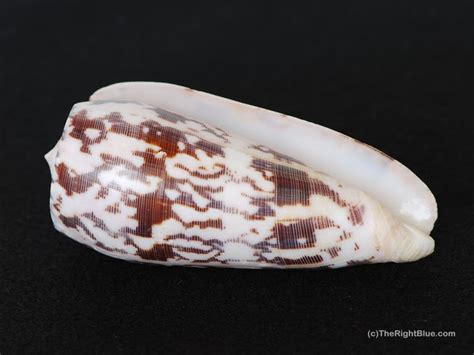 The Right Blue: Conus striatus - A fish-eating cone shell