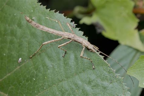 Keeping and Caring for Stick Insects as Pets