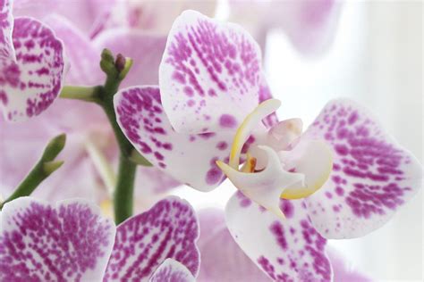 Phalaenopsis Orchid, Moth Orchids Plant - How To Care & Repotting - Plantopedia