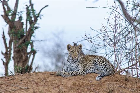 Snow Leopard Sighting in Spiti Valley - Himalayan OutBack