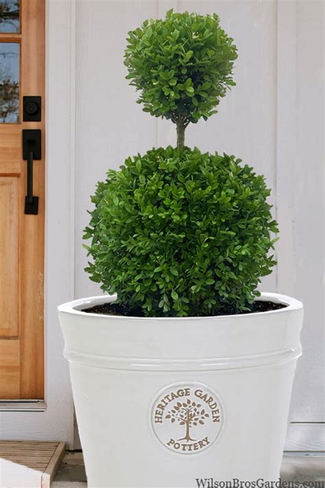 Buy Dwarf English Boxwood Two-Ball Poodle Tier Topiary | FREE SHIPPING ...