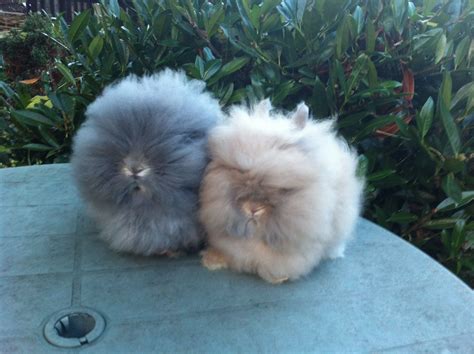 Adorable Opal and Fawn Lionhead Rabbits