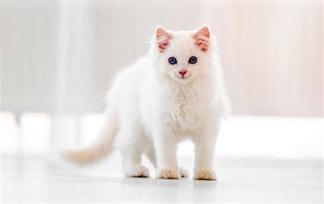 White Ragdoll Cat: Pictures, Facts, Origin & History | Hepper