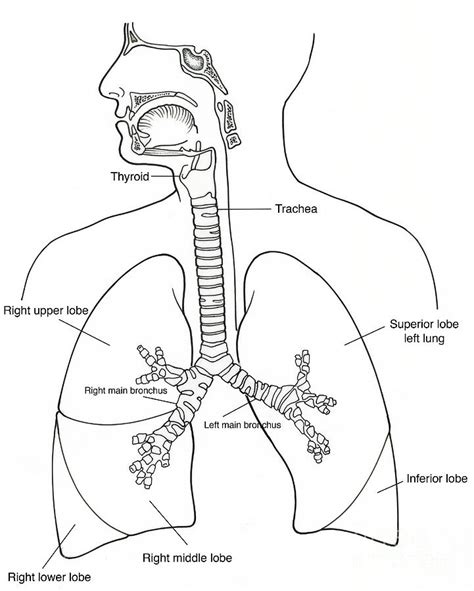 Respiratory System With Label Drawing at GetDrawings | Free download