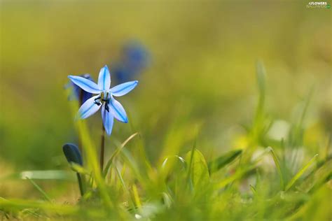 Flower, Siberian squill, blue - Flowers wallpapers: 2048x1365