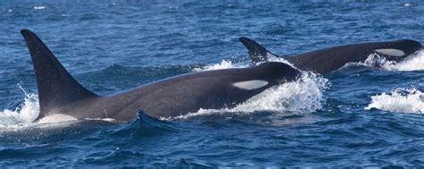 False Killer Whale (pod of 2) v Orca (Ross Sea - Type C)