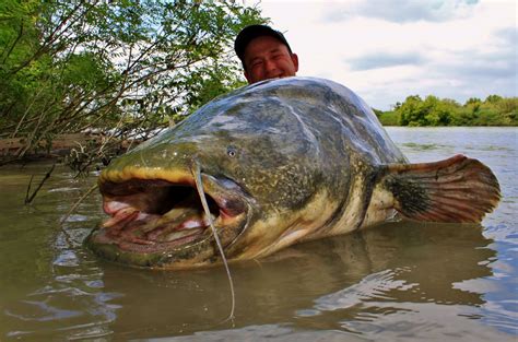 Catfish: A Guide to Habitat, Life Cycle, and Catching Tips - FishOnTips