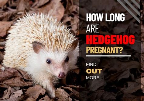 How Long Are Hedgehogs Pregnant? Useful Guide