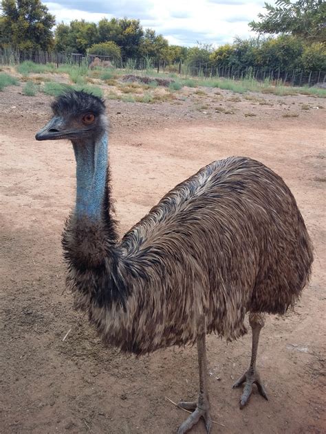 Emu Birds – srikrishnapoultryfarm