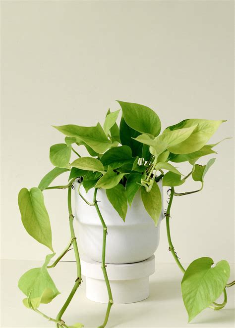 Epipremnum Aureum 'Neon' with neon-green leaves by Plant Circle