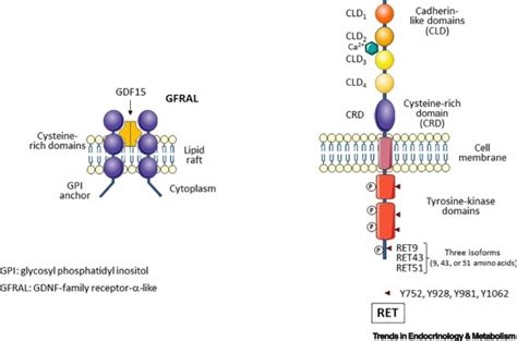 Insights Into Mechanisms of GDF15 and Receptor GFRAL: Therapeutic Targets: Trends in ...