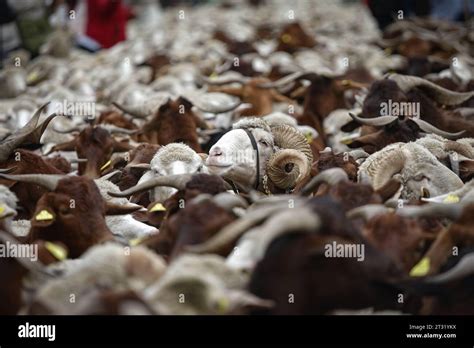 A flock of sheep circulates in front of the Bank of Spain in the Plaza de Cibeles during the ...