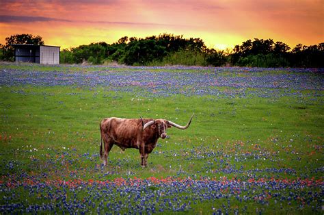 Longhorn Sunset Photograph by John Crisp - Pixels