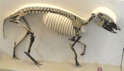 10 Prehistoric Horses Everyone Should Know