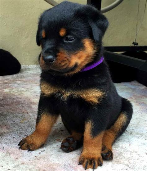 Akc German Rottweiler Puppies For Sale | PETSIDI