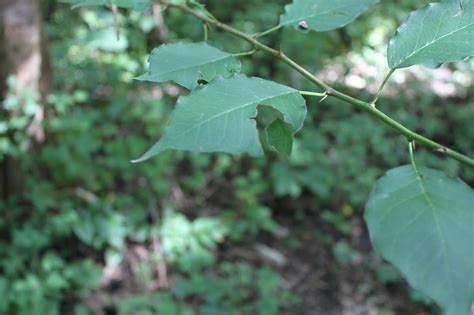 Nature Devotions : Osage Orange Leaf and Thorns