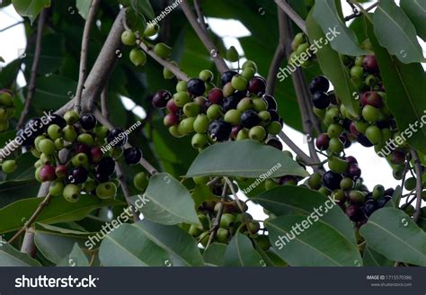 642 Jamun Tree Images, Stock Photos & Vectors | Shutterstock