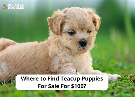 Where to Find Teacup Puppies For Sale For $100?