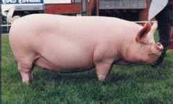 The Different Breeds of Swine - Middle White. Middle White Pig Breed ...