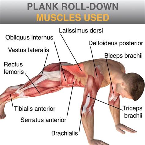 plank exercise muscles used - חיפוש ב-Google Plank Workout, Gym Workout Tips, Workout Fitness ...